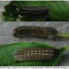 pleb argus larva2 volg1